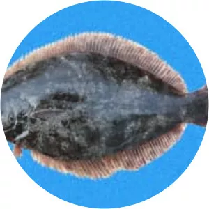 Paralichthys