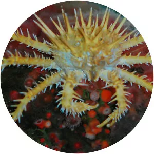 Paralithodes - Animal