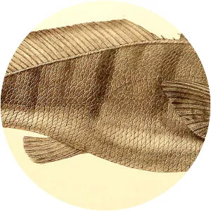 Paralonchurus brasiliensis - 