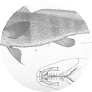 Paralonchurus goodei - 