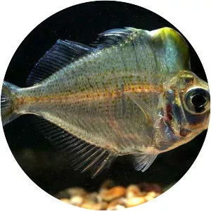 Parambassis pulcinella