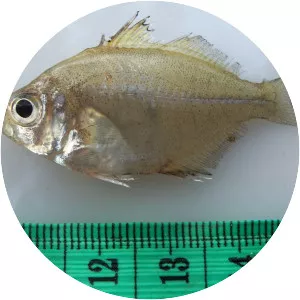 Parambassis siamensis - 