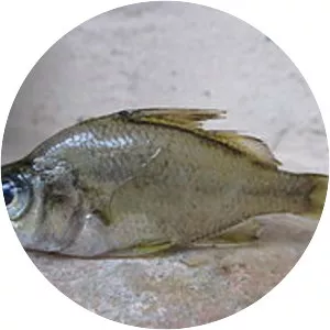 Parambassis thomassi - 