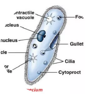Paramecium