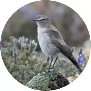 Paramo ground tyrant