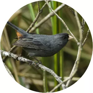 Paramo seedeater