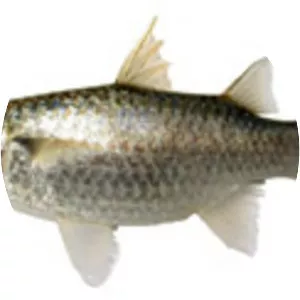 Paramugil parmatus - 