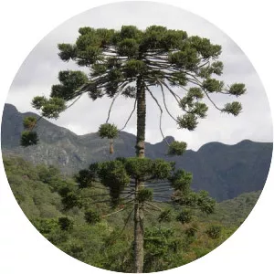 Paraná pine - Plants