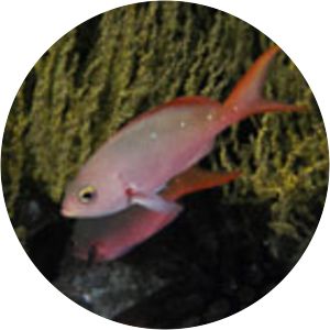 Paranthias colonus - 