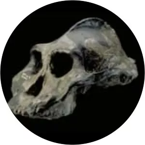 Paranthropus aethiopicus - Primate