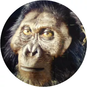 Paranthropus