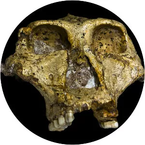 Paranthropus robustus - Primate