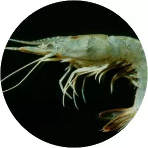 Parapenaeopsis hardwickii - 