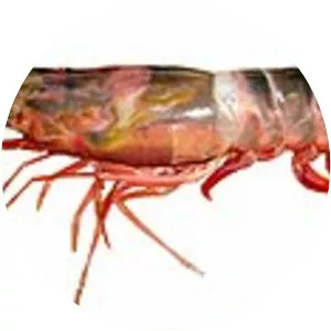 Parapenaeopsis sculptilis