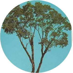 Parapiptadenia rigida