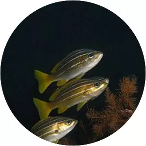 Parapristipoma octolineatum