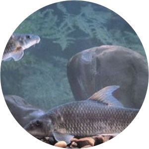 Parapsilorhynchus prateri