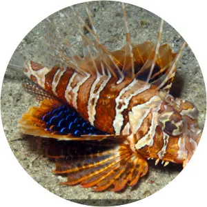 Parapterois heterura photograph