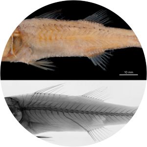 Parascombrops - Fish