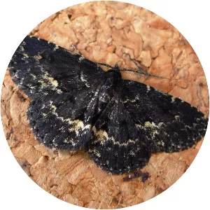 Parascotia fuliginaria