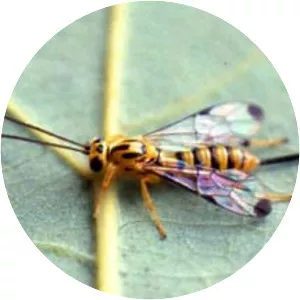 Parasitic hymenoptera