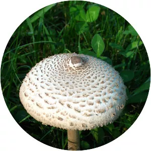 Parasol mushroom