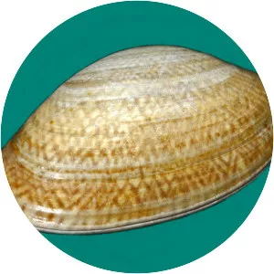 Paratapes undulatus