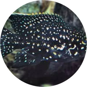 Paratilapia polleni (Madagaskar Çiklit Balığı)