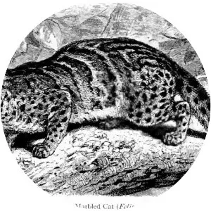 Pardofelis