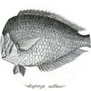 Parequula melbournensis