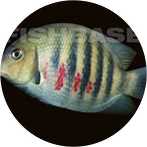 Paretroplus maromandia - Animal