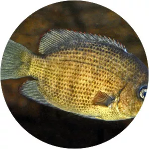 Paretroplus menarambo