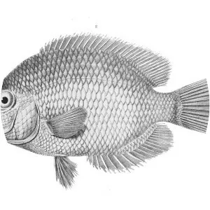 Paretroplus polyactis