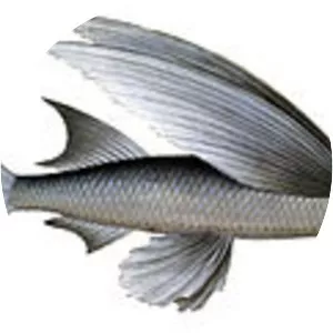Parexocoetus - Fish