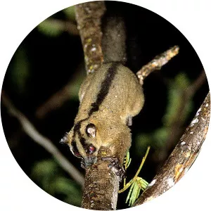 Pariente's fork-marked lemur