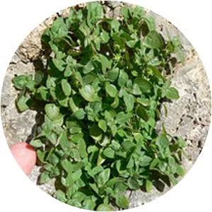 Parietaria hespera - Plants