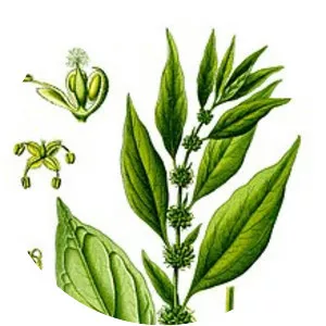 Parietaria officinalis