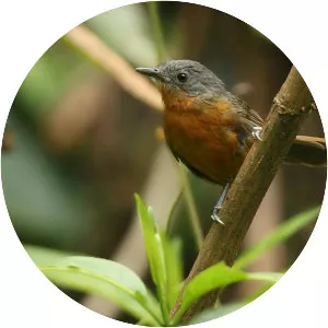 Parker's antbird