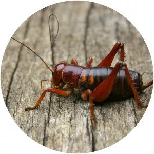 Parktown prawn