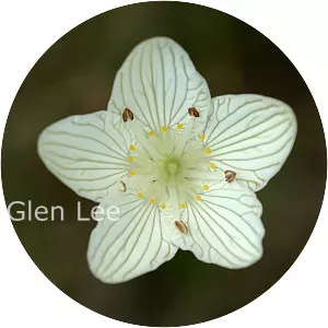 Parnassia glauca - 