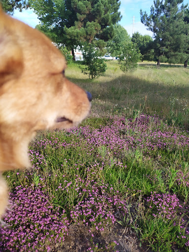 Parque de Lazer - Vila Areal - Garden in Portugal