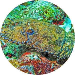 Parribacus antarcticus