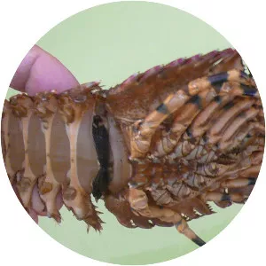 Parribacus caledonicus - 