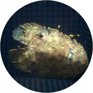 Parribacus japonicus