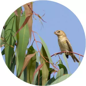 Parrot-billed seedeater