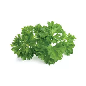 Parsley - Herb