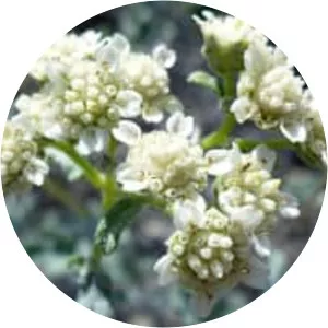 Parthenium incanum - Plants