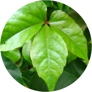 Parthenocissus dalzielii