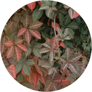 Parthenocissus henryana