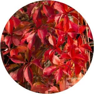 Parthenocissus